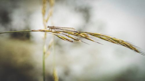 Close-up of stalks against blurred background