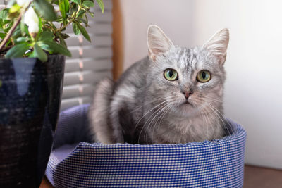 Beautiful gray tabby cat with green eyes is sitting on a cat bed near to a window and pot plant.