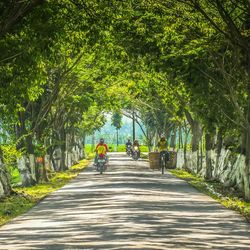 Narrow pathway along trees