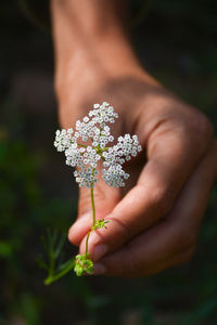 Cumin plant in hand at field. cumin is one of the oldest spices.