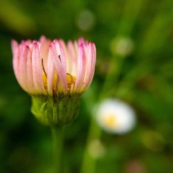 Close-up of pink flower