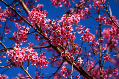 Low angle view of cherry blossoms in spring