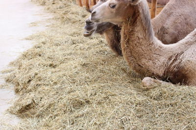 Close-up of a sheep