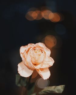 Close-up of rose against blurred background