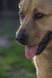 Close-up of dog sticking out tongue