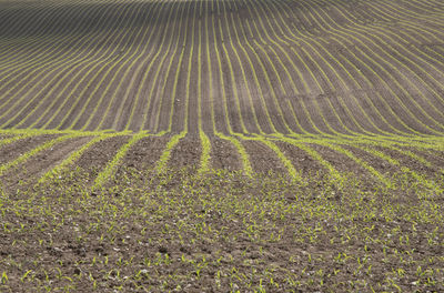 High angle view of crops growing on field