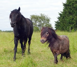 Horses on field against sky