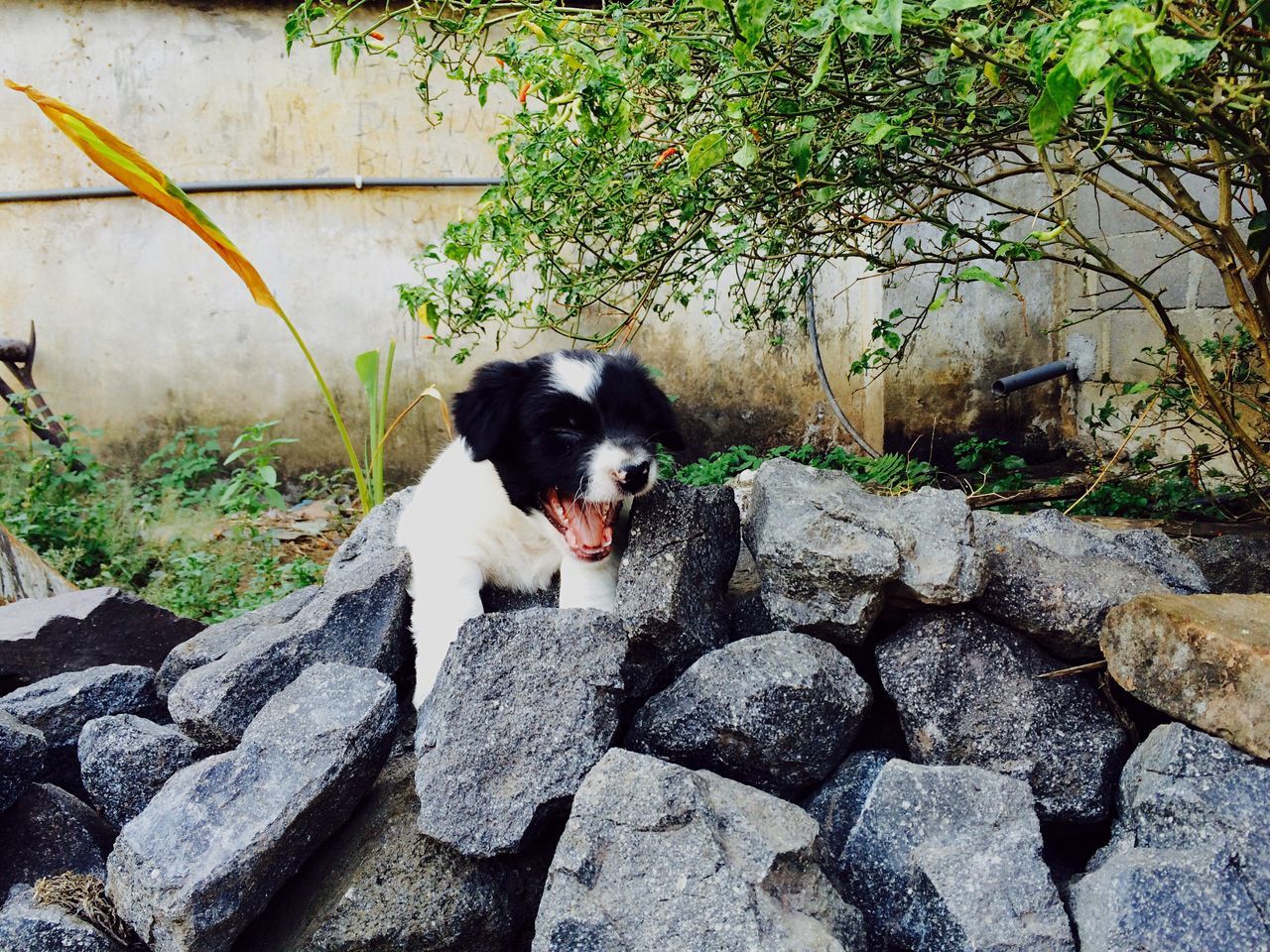 one animal, pets, animal themes, domestic animals, mammal, plant, dog, sitting, built structure, full length, domestic cat, wall - building feature, cat, day, architecture, outdoors, rock - object, building exterior, stone wall, growth