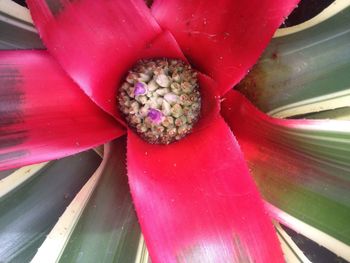 Close up of red flower