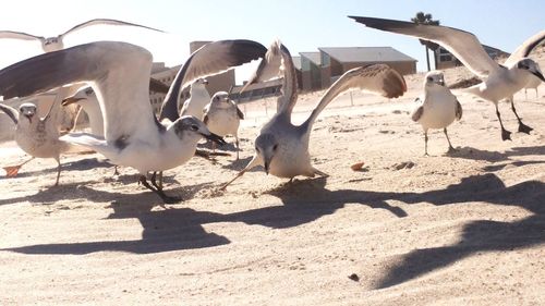 Seagulls flying against sky on sunny day