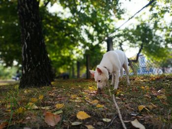 Beautiful white dog in autumn. background.green tree