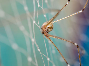 Close-up of spider on web