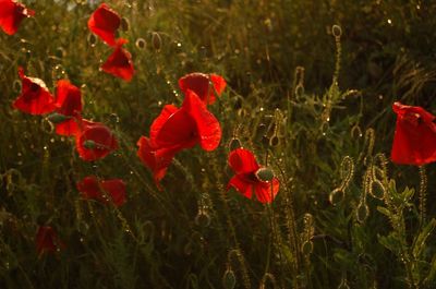 Close-up of red poppy flowers blooming on field