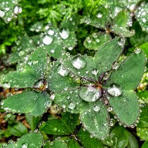 Close-up of wet plant leaves during rainy season