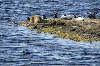 Swans swimming in lake