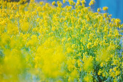 Mustard flowering on field
