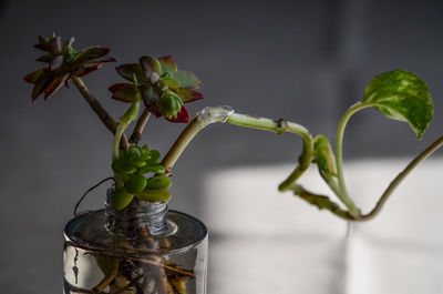 Close-up of vase on plant