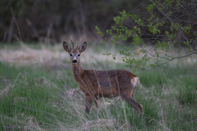 Portrait of deer standing on field