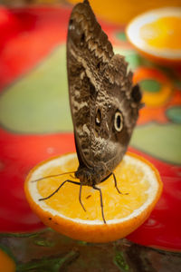 Close-up of orange fruit on table