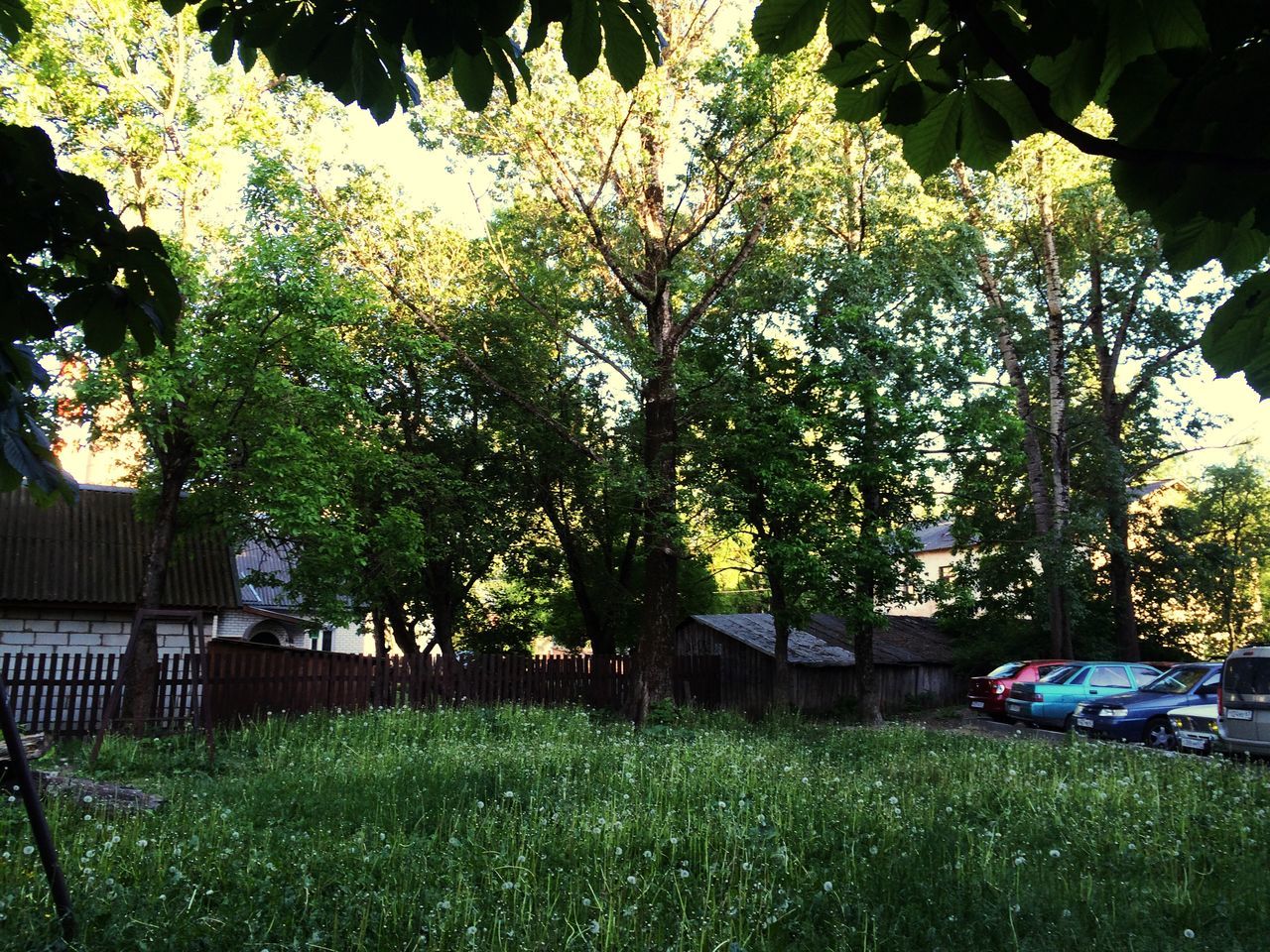 tree, grass, growth, green color, bench, branch, field, nature, tranquility, sunlight, park - man made space, day, building exterior, plant, outdoors, tree trunk, built structure, grassy, park bench, beauty in nature