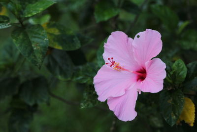 Close-up of pink hibiscus flower