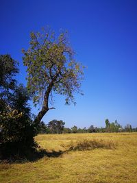 Tree on field against clear blue sky