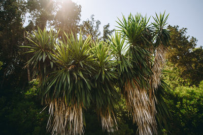 Close-up of palm trees