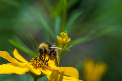 Close-up of bee on yellow flower