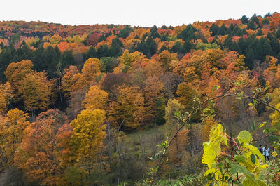 Scenic view of trees in forest during autumn