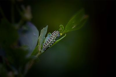 Close-up of insect on leaf