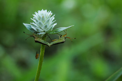 Close-up of insect on flowering plant