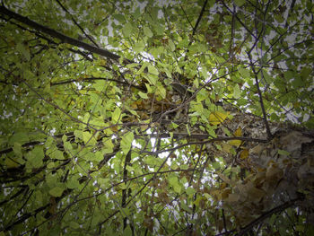 Low angle view of tree