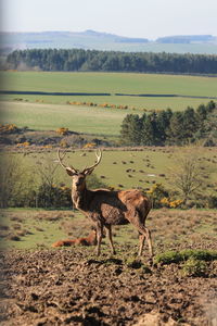 We seem to be both out for a walk, male and female deer. 