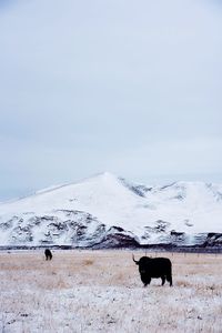 Dog on snow covered landscape against sky