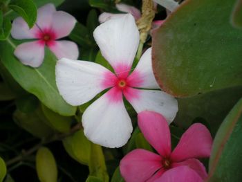 Close-up of pink flowers