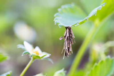 Close-up of butterfly pollinating on flower