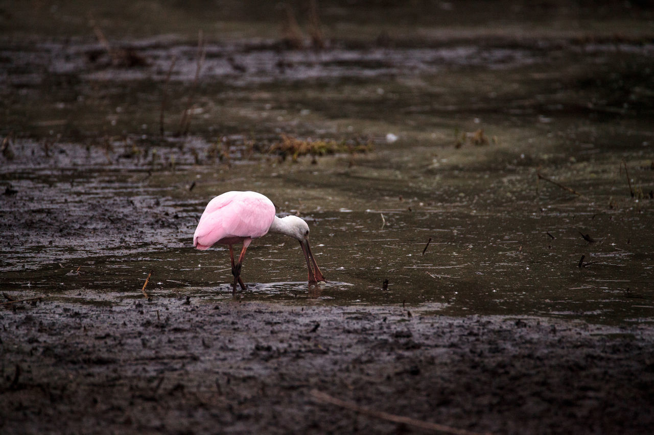 CLOSE-UP OF BIRD ON WATER