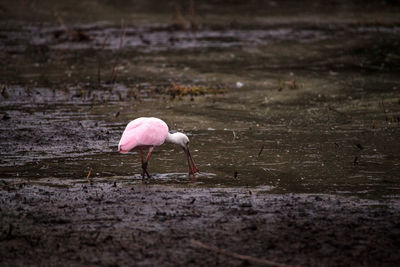 Close-up of bird in water