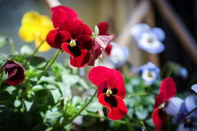 Close-up of pansy flowers growing on plant