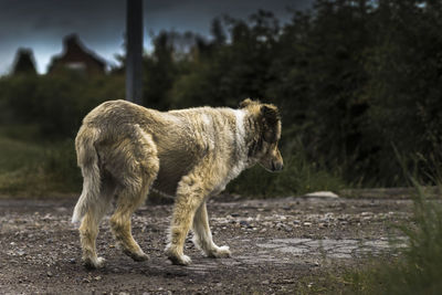 Dog on field