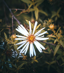 Close-up of white flowering plant