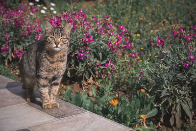 Portrait of cat standing by flowering plants