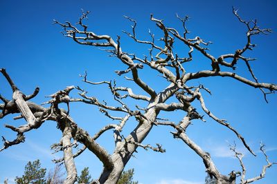 Low angle view of bare tree against clear blue sky