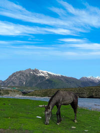 Horse grazing on field against sky