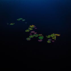 High angle view of water lily in lake