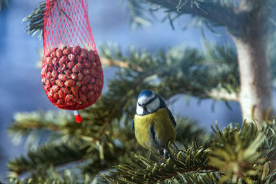 Close-up of bird perching on tree