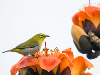 Close-up of bird perching on fruit