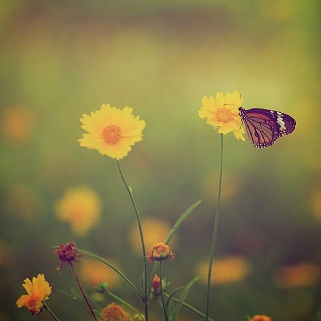 flower, insect, animals in the wild, one animal, animal themes, fragility, yellow, wildlife, focus on foreground, butterfly - insect, freshness, petal, butterfly, pollination, beauty in nature, plant, growth, nature, flying, flower head