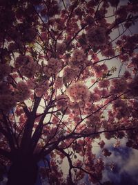 Low angle view of blooming tree against sky