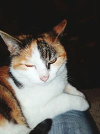 Close-up of cat sitting on floor